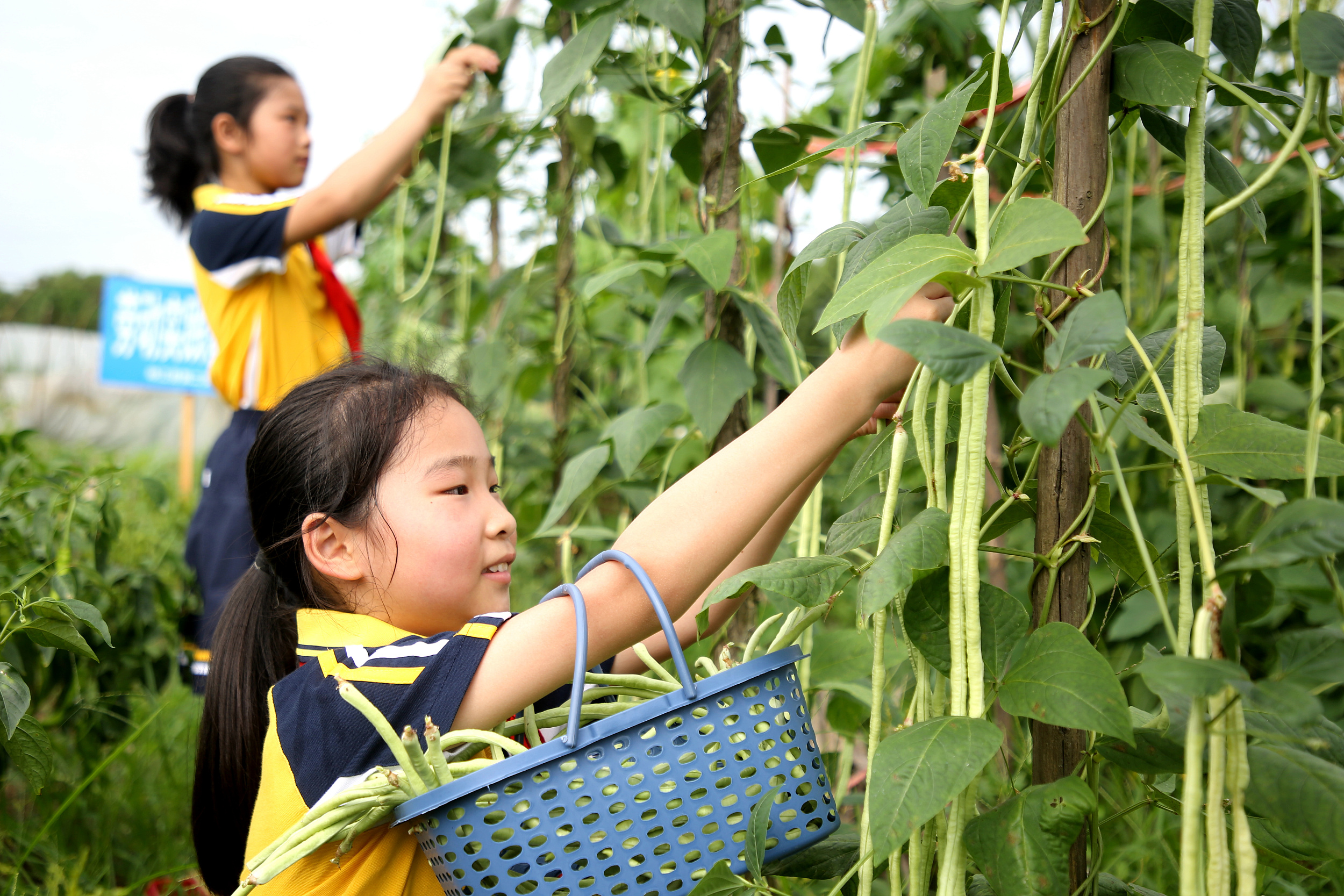 深网观察 第582期|劳动教育，永不过时、必不可少