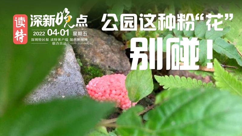 读特深新晚点｜公园这种粉“花”别碰！（2022年4月1日）