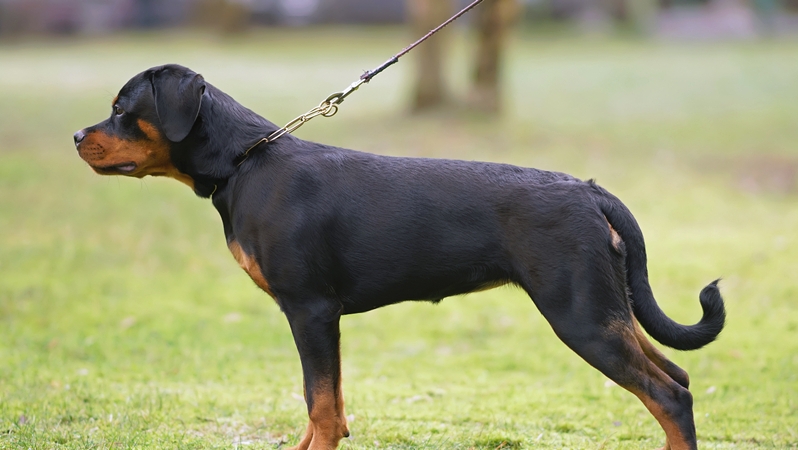 恶犬伤人，文明养犬不能沦为“一纸空文”