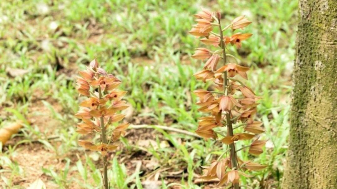 罕见！珍稀野生植物无叶美冠兰现身深圳