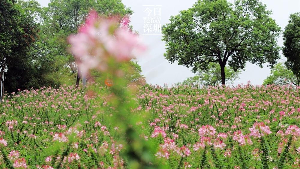 深圳二十四节气｜芒种：启晴还雨，夏将深