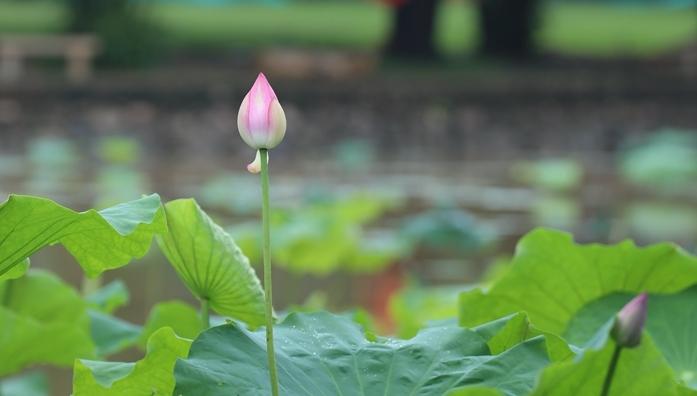 今日深圳 |“荷”以深圳，以婉约以炙热